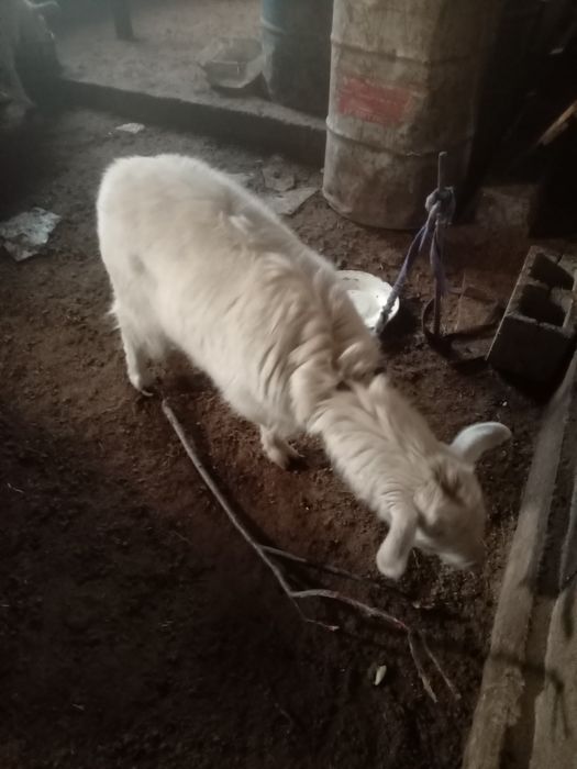 Сутті ешкілер сатылады