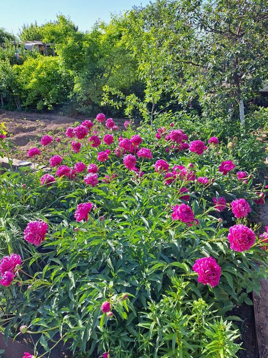 Продам дачу на медь заводе