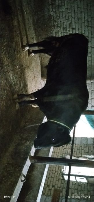 Zor olish uchun Angus buqa sotiladi narxi 6000$ kami bor