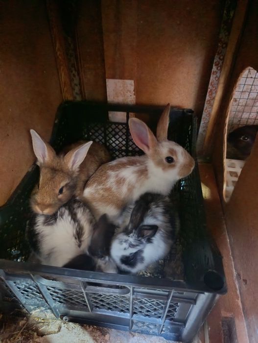 Ona + 7 ta bolasi sotiladi