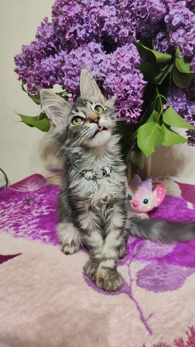 Котята породы Мейн-кун