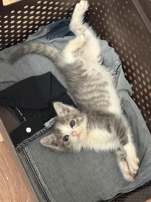 Котенок ищет свою семью
