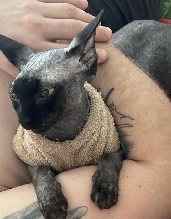 Сфинксы в добрые руки