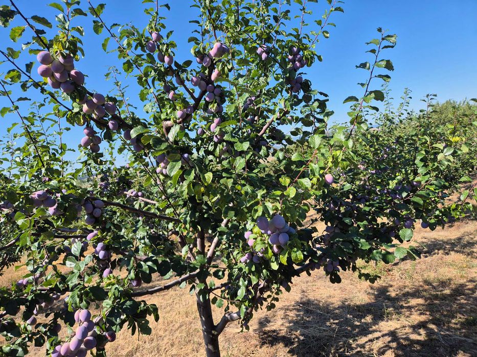 Prune altoi extra!