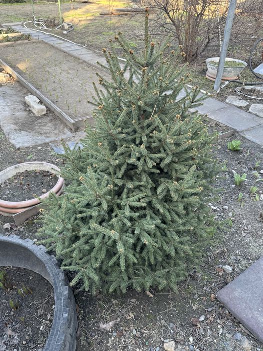 Ель 1м, 1,2 м 4 шт