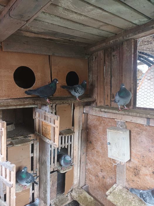 Porumbei voiajori de concurs