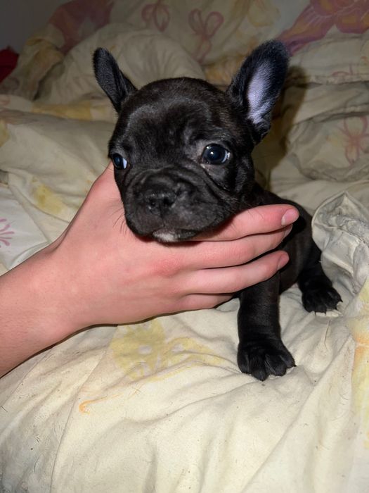 Търсим си любящи семейства