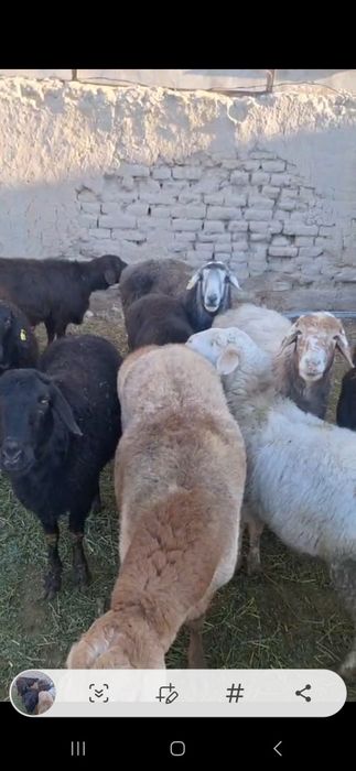 Қой тоқты сатылады