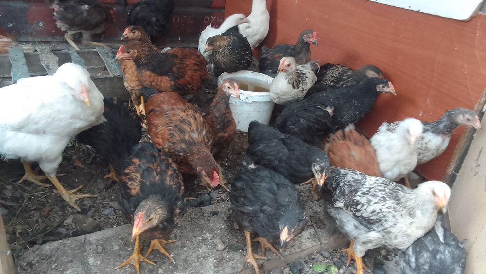 Продам  молодых петушков шустрые,