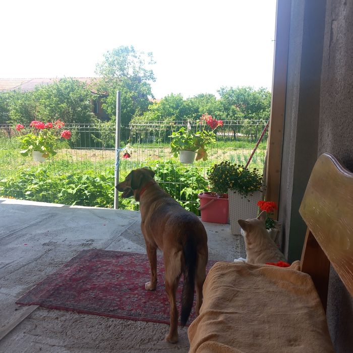 Pensiune canină un loc unde animalele sunt iubite și foarte răsfățate!