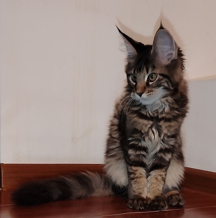 Băiețel Maine Coon XXL