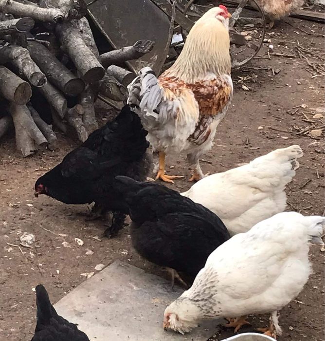 Разплодни яйца от Марани и Амераукани