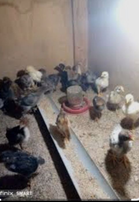 Xonaki jòjalar sotiladi