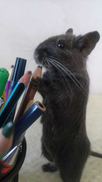 Donez pui veverite Degu