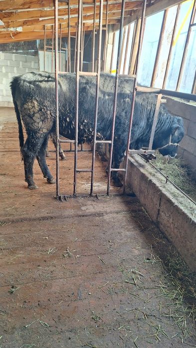 продетца бык 1.8год