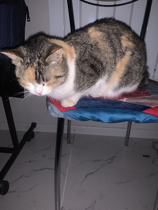 Пристрамваетя кошка