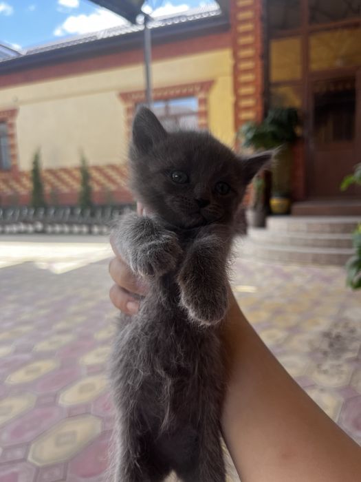 Котенок мальчик