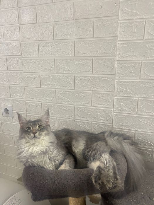 Maine Coon cu părinții campion.