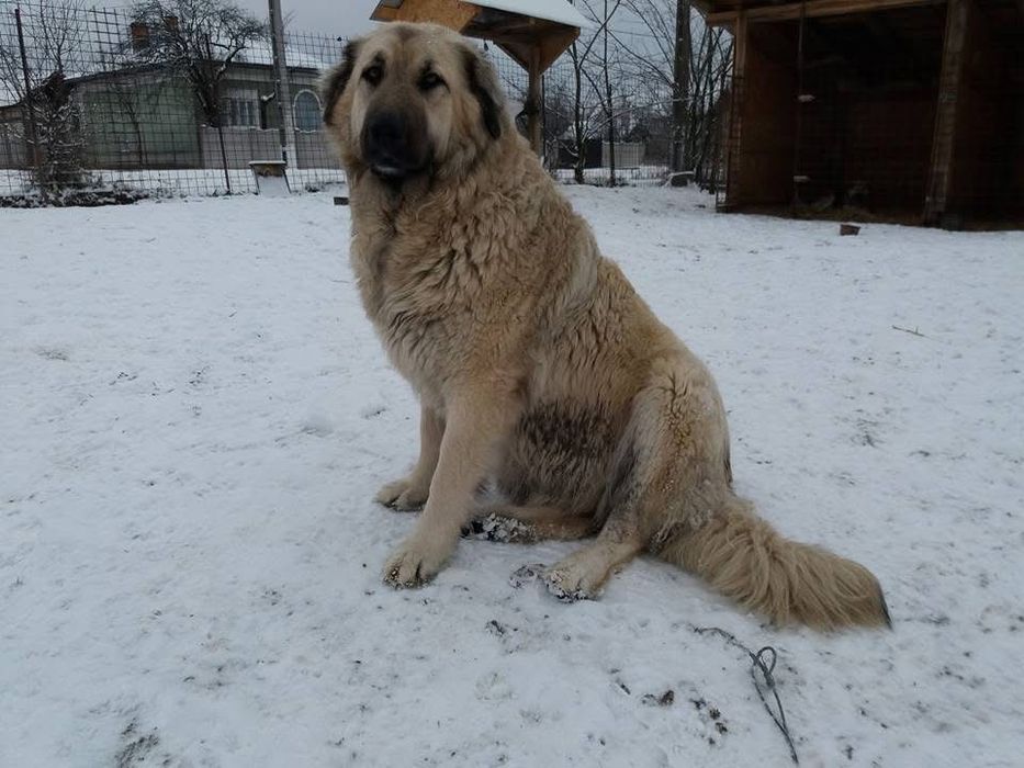 Donez femele Ciobănesc Caucazian și cățeluși de talie mică