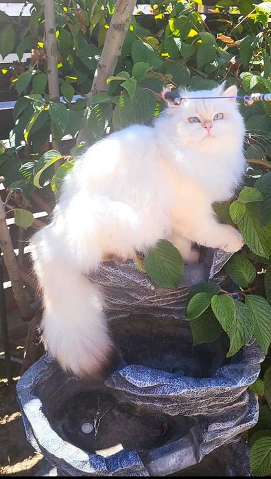 Fetita British Longhair alba cu ochi albastri - linie selecta