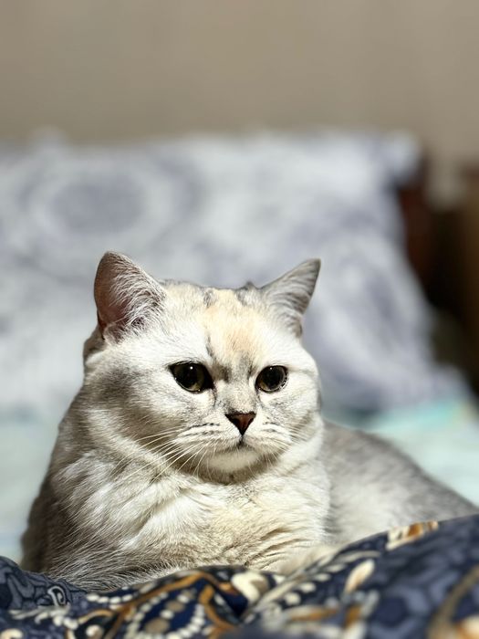 Mushuk sotiladi sog’lom zoti British chinchilla qiz bola 7 oylik