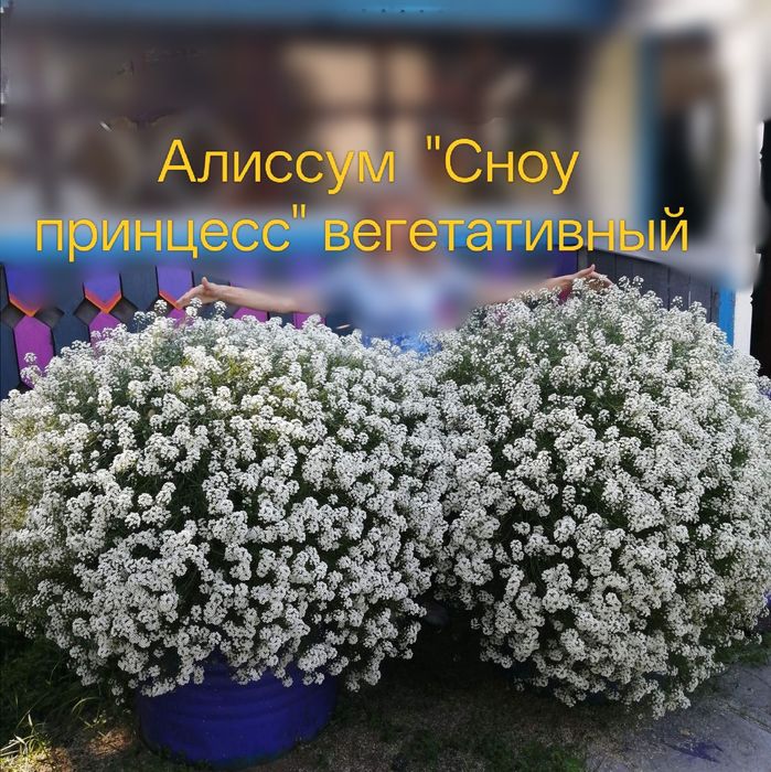 Продам черенки Алиссум Сноу принцесс
