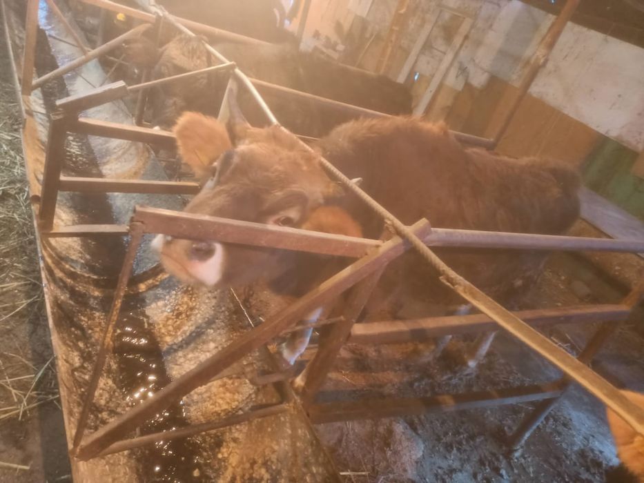 Продаются  быки телочки