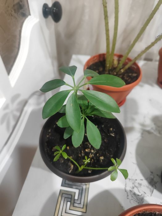 Домашние Комнатные цветы