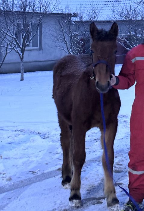 Schimb cu cal de căruța
