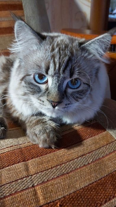 Невский  маскарадный кот для вязки