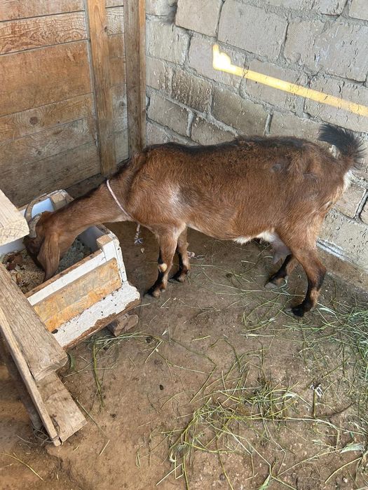 Коза молочная. Молоко очень вкусное.