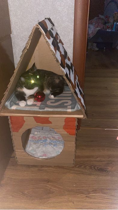 Отдам кошку в добрые руки