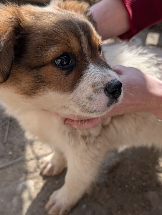 Catelus pentru adoptie si transport PH