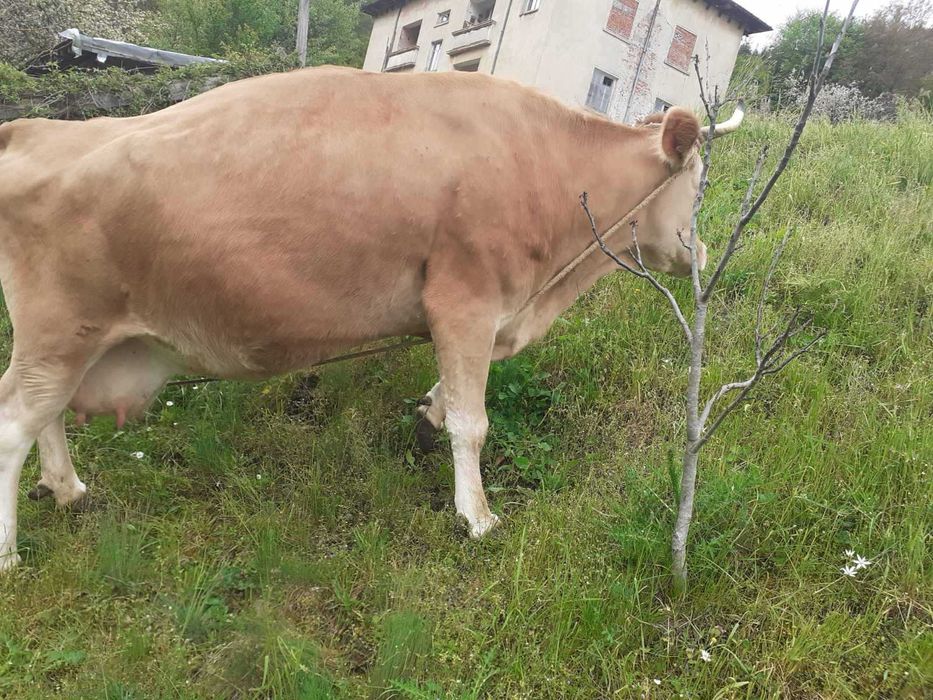 Продавам крава за доене