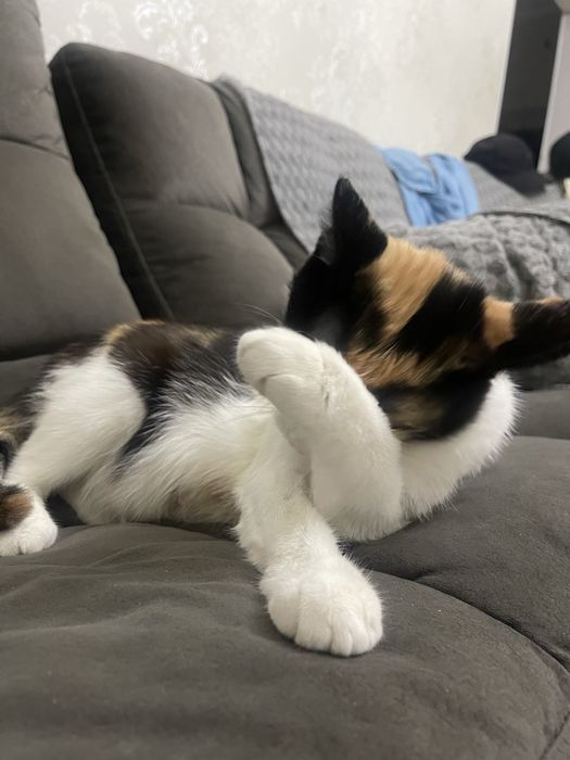 Отдам котят в добрые руки