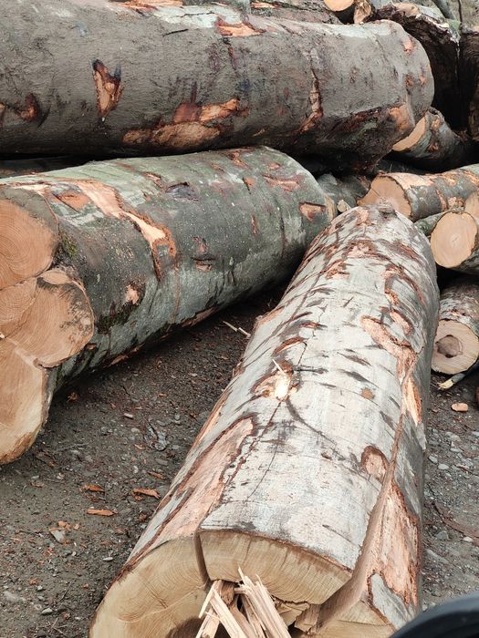 Lemn foc fag 440lei m cub