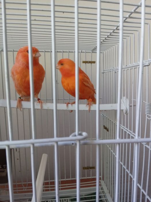canari de vanzare