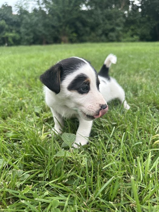 Jack Russell Terrier