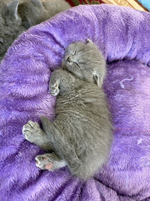 Скотиш фолд и Страйт Котята (Scottish Fold / Scottish Straight)