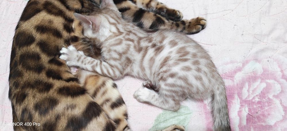 Бенгальские котята редкого окраса