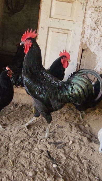 Тоза Корашахзода тухумлари