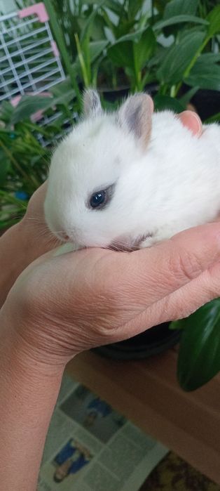 Mitti quyon bolalari sotuvga chiqdi