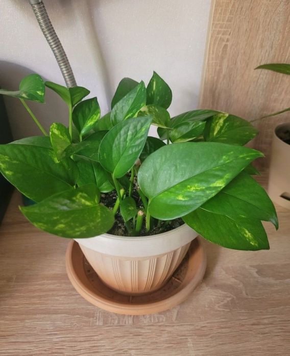 Фикус бенджамин от 1000 тг