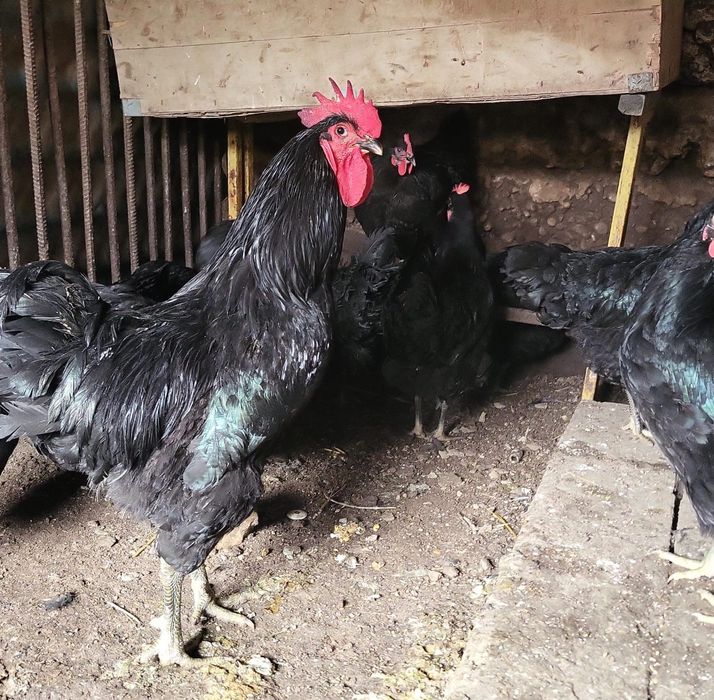 Балапан сүреттегі осылардың балапандары