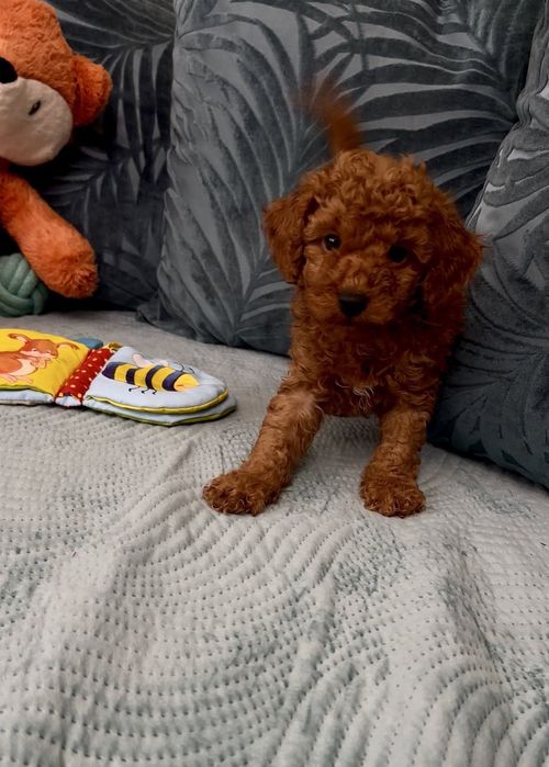 Пудел мини пудел