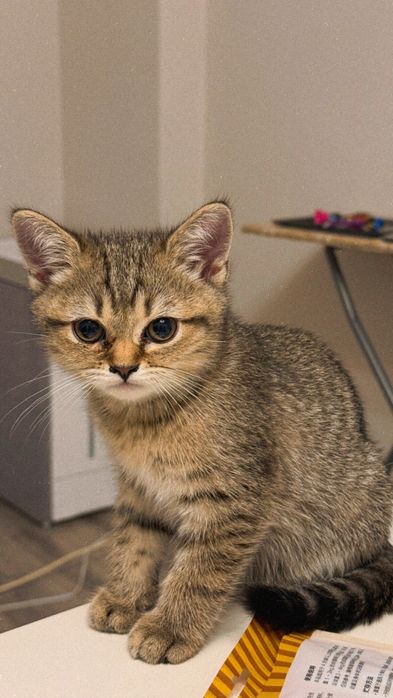 Котята(1 мальчик, 2 девочки)