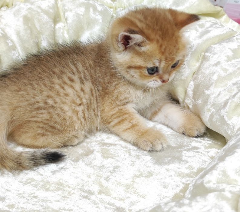 Британские кошечки и котики