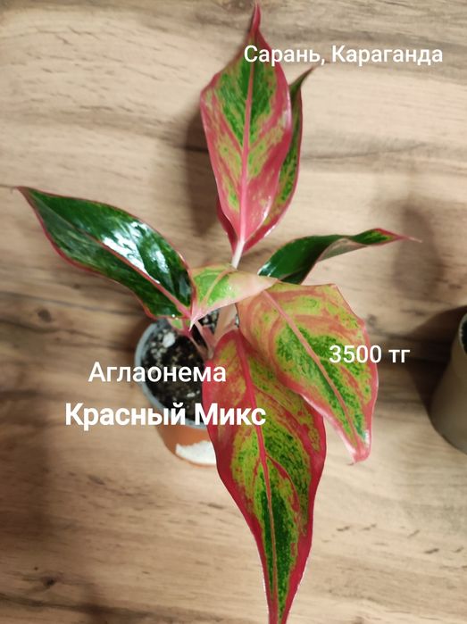Аглаонема разная