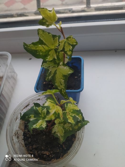 Комнатные  цветы