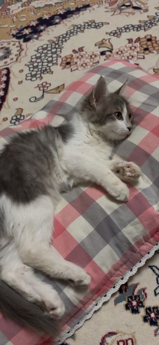 Мысык, ул мысык.